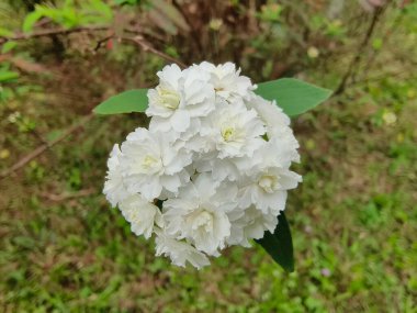 Bahçedeki orkide çiçekleri