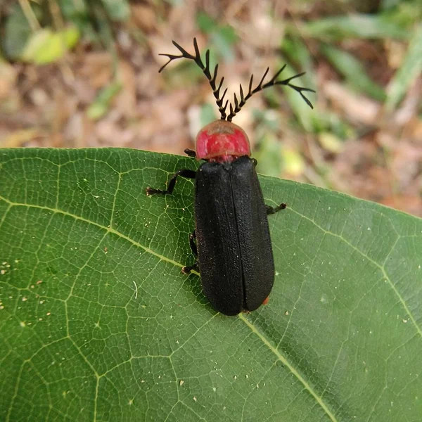 Käfer Aus Nächster Nähe Natürlichen Lebensraum — Stockfoto