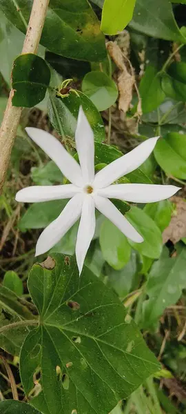 Sige Mountain Taitung County Jasminum Nervosum — 图库照片