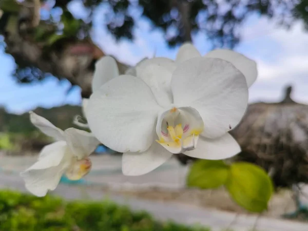 Orchidej Květiny Zahradě — Stock fotografie
