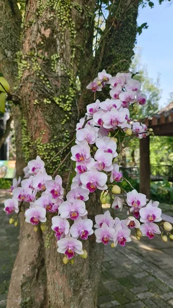 Orchid Flowers Garden — Stock Photo, Image
