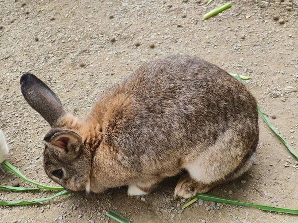 Кролики Ранчо Чулу Бейнані — стокове фото