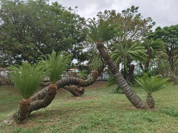 stock image Cycas revoluta at Chulu Ranch in Beinan Township