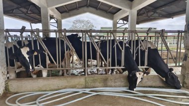 Çiftlikteki inekler