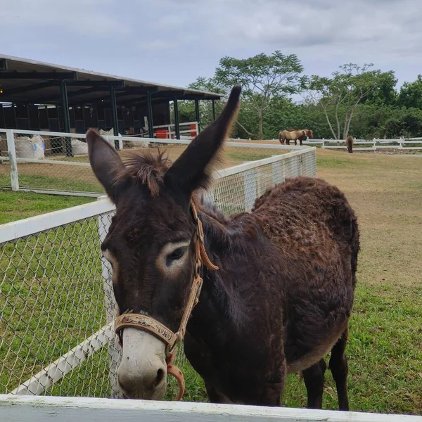 brown donkey at the farm