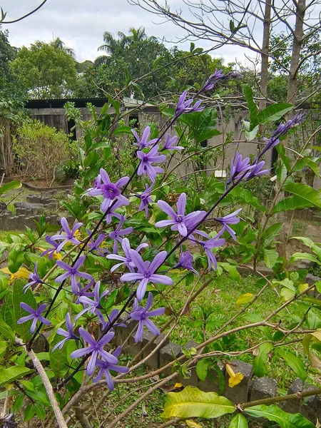 Schöne Blumen Die Garten Wachsen Flora — Stockfoto