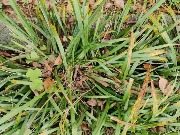 Зеленая Трава Текстура Флора Листва — стоковое фото