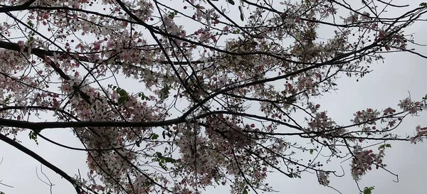 花园里的樱桃树 — 图库照片