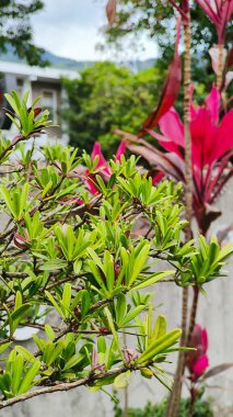 Bahçedeki güzel çiçekler