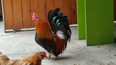 Beyaz ve kahverengi bir horozun yakın plan çekimi.