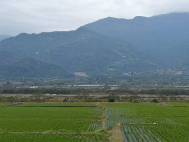 Tayvan 'daki pirinç tarlalarının havadan görünüşü
