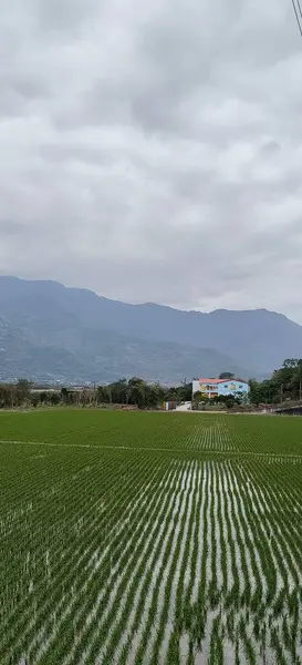 Kırsalda Pirinç Tarlası — Stok fotoğraf