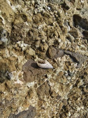 Denizdeki bir kayanın üzerindeki keşiş yengeci, fotoğrafa yakın çekim.