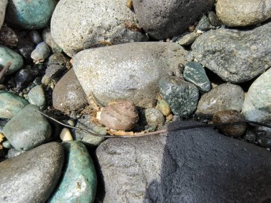 Denizdeki bir kayanın üzerindeki keşiş yengeci, fotoğrafa yakın çekim.