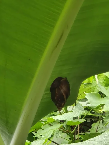 stock image Banana leaves and snails in the garden. Natural green background.