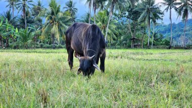 Öğleden sonra Masolo köyünde, Brahman ineklerinin pirinç tarlalarında görülmesi, Brahman ineklerinin, aslen Hindistan 'dan gelen Zebu veya Boss Inargue ineklerinin soyundan gelmeleri, Endonezya Brahmin sığırları.