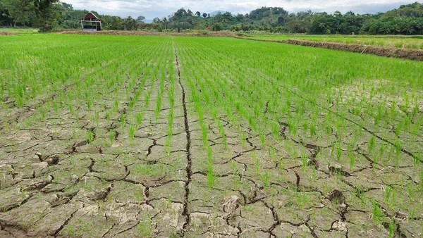 漫长的旱季使Bonne Pinrang村几个地区的稻田受到干旱的威胁 其中之一是印度尼西亚Bonne Pinrang地区的非灌溉稻田地区 该地区仅依靠降雨 — 图库照片