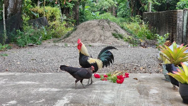 Serbest Çiftlikte Yaşayan Tavuklar Öğleden Sonra Evin Önünde Eşleriyle Yiyecek — Stok fotoğraf