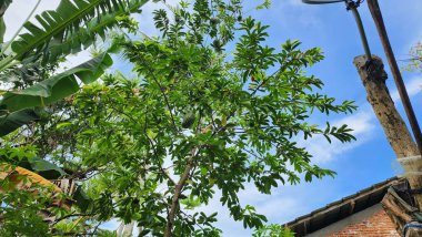 Çeşni meyvesi, yemesi lezzetli olmasının yanı sıra, sağlıklı olmak için birçok kaynak meyvesi olduğu ortaya çıktı. Bu tatlı ve ekşi meyvenin faydaları içindeki besin içeriğinden ayrılamaz..