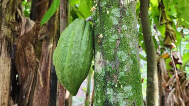 Bu tür kakaolar Asya 'da, özellikle de verimli tropikal toprakları olan Endonezya' da bulunabilir.