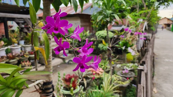 Orchidee Rośliny Ozdobne Bardzo Pożądane Przez Różne Grupy Indonezji Rośliny — Zdjęcie stockowe