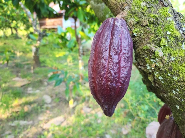 Type Cocoa Can Found Asia Especially Indonesia Fertile Tropical Land — Stock Photo, Image