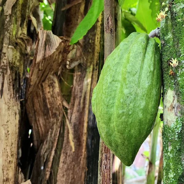 Este Tipo Cacao Puede Encontrar Asia Especialmente Indonesia Con Tierras — Foto de Stock