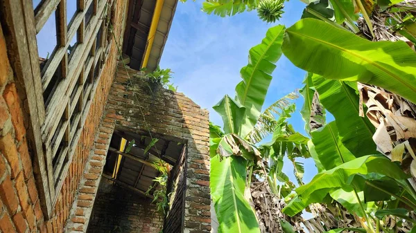 印度尼西亚Masolo Pinrang村的一幢无人居住的房子 房子的墙壁上长着蘑菇和草 — 图库照片