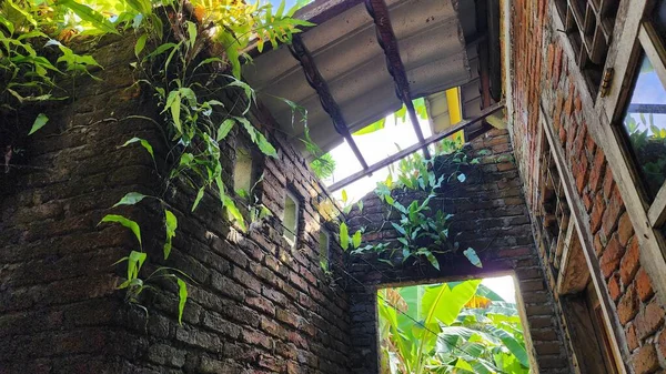 Uma Casa Desabitada Que Tem Crescido Cogumelos Grama Nas Paredes — Fotografia de Stock