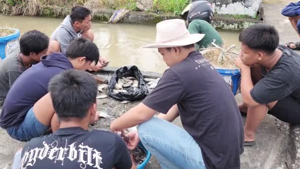 ピンランジュ インドネシア2023年6月11日 マゾロ ピンランの一部の若者は 池から魚のキャッチを掃除し 彼らは一緒にそれを行う 淡水ティラピアの一種 — ストック動画