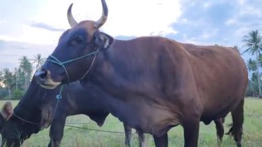 Öğleden sonra Masolo köyünde, Brahman ineklerinin pirinç tarlalarında görülmesi, Brahman ineklerinin, aslen Hindistan 'dan gelen Zebu veya Boss Inargue ineklerinin torunlarıdır. 