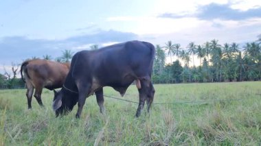 Öğleden sonra Masolo köyünde, Brahman ineklerinin pirinç tarlalarında görülmesi, Brahman ineklerinin, aslen Hindistan 'dan gelen Zebu veya Boss Inargue ineklerinin torunlarıdır. 