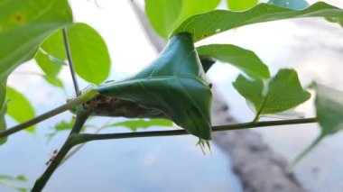 Oecophylla, semut rangkan merah - Endonezya