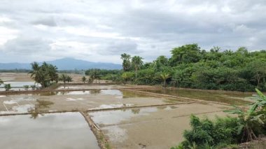 Pirinç tarlaları ekime hazır, sulama kanalları, tarlalar, Endonezya 'nın Mallaga Pinrang bölgesinde güzel kırsal doğa