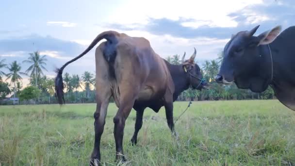 Por Tarde Pueblo Masolo Aparición Las Vacas Brahmanes Los Campos — Vídeo de stock