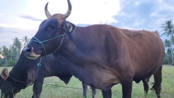 Afternoon Village Masolo Appearance Brahmin Cows Rice Fields Brahman Cows — Stock Video