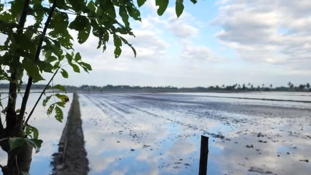 준비가 논에서는 수확하는 과정에서 수확할 수없을 때까지 운하를 농기구 용한다 — 비디오