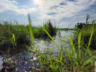 Endonezya, Masolo Pinrang Köyü 'ndeki güzel kırsal manzara, pirinç tarlaları ve çiftlikler.