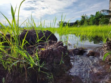 Endonezya, Masolo Pinrang Köyü 'ndeki güzel kırsal manzara, pirinç tarlaları ve çiftlikler.