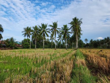 Endonezya, Masolo Pinrang Köyü 'ndeki güzel kırsal manzara, pirinç tarlaları ve çiftlikler.