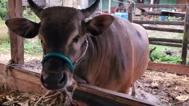 Local Stabled Cattle Farm Farmer Feeds Times Day Indonesia — Stock Video