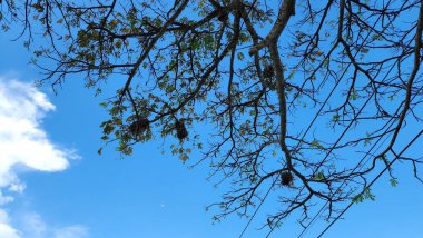 Büyük ağaç ve kuş yuvası, bulutlar ve mavi gökyüzü, Masolo 'da akşam pinrang köy - Endonezya