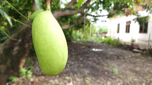 Young Mango Fruit Summer Time Palia Village Asian Indonesia — Stock Photo, Image