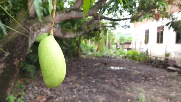 Młody Owoc Mango Czas Letni Wiosce Palia Azji Indonezja — Wideo stockowe