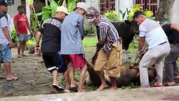Pinrang Indonesia Czerwca 2023 Ofiarna Krowa Eid Adha Proces Uboju — Wideo stockowe