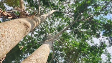 Güney Sulawesi 'nin Enrekang Regency bölgesinde yazın uzun ve büyük bir ağaç. Asya Endonezyası
