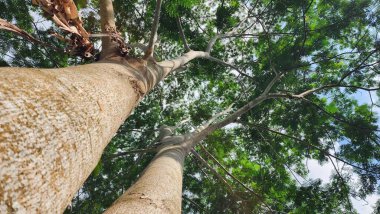 Güney Sulawesi 'nin Enrekang Regency bölgesinde yazın uzun ve büyük bir ağaç. Asya Endonezyası