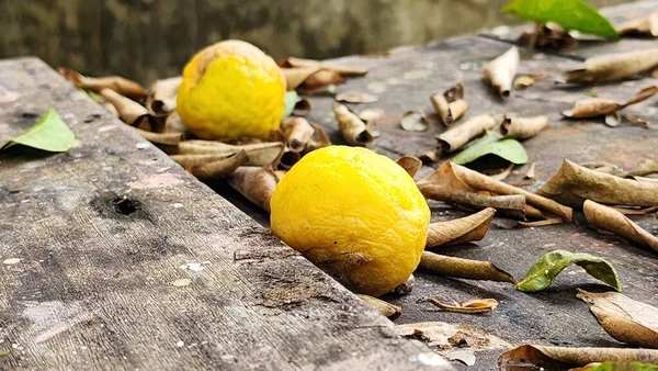 Orange Fruit Falling Tree Rotten Orange Fruit Daytime Summer Asian — Stock Photo, Image