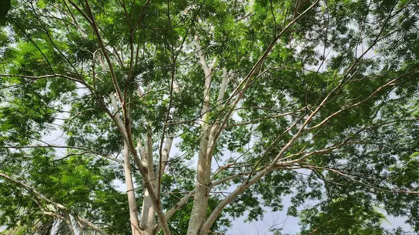 stock image Tall and big tree in summer, in the area of Enrekang Regency, South Sulawesi. Asian Indonesian