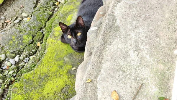 Черная Кошка Отдыхает Обочине Дороги Жаркий Летний День Азиатский Индонезия — стоковое фото